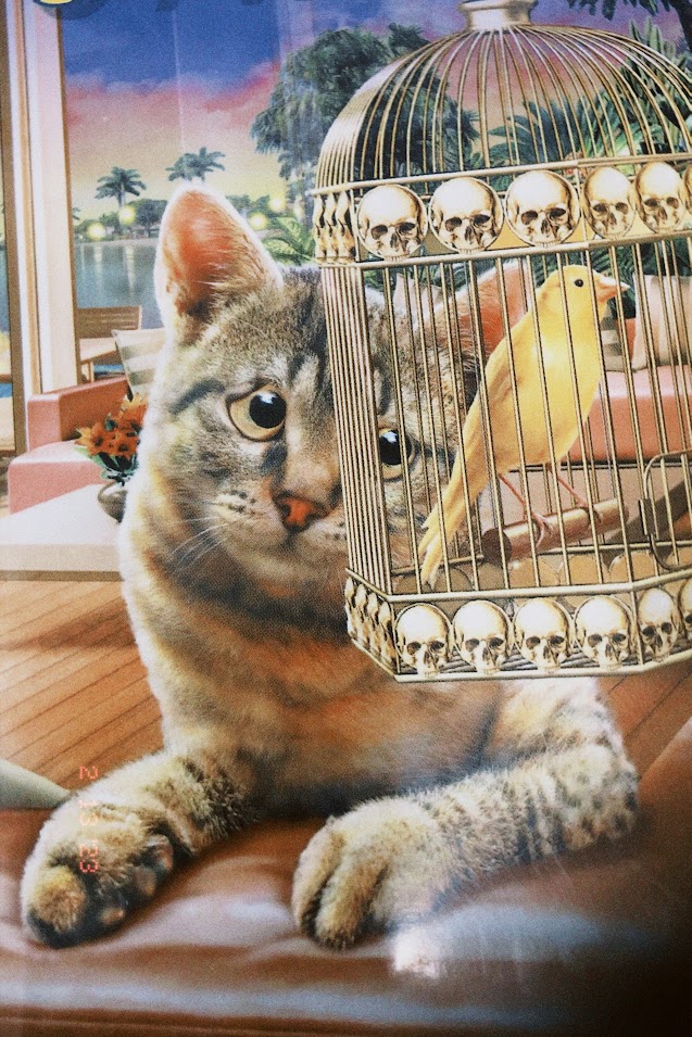 february 13, 2023: a tabby cat stares at a yellow bird in a cage decorated with skulls. the cat's eyes have been crudely altered to give it an expression of concern or sadness.