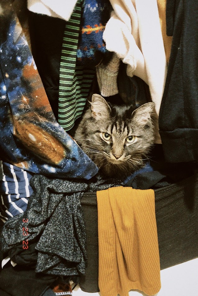 march 23, 2023: a longhaired tabby cat has burrowed into a pile of laundry in a closet.